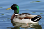 TEH EPIC DUCK SQAUD!!