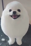 Egg Dog Shop