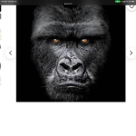 Monkeys Together Strong