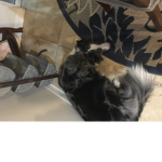 Dog is nice