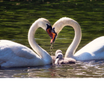 _lovely_swans_