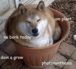 Mrdoge sqaud