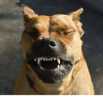 Dog group fun