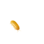 Isopod Squad