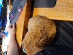 cat kingdom64