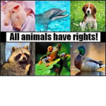 Anianity Animish Community