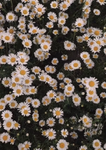 My little daisys123