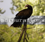 murmurations