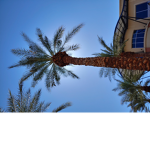 Doge :D and palm tree