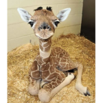 Giraffes squad orange