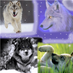 ; <3Dont Kill Wolves <3 ;