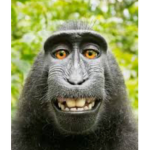 Monkey Kingdum