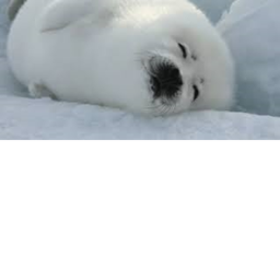 Seal haven 2