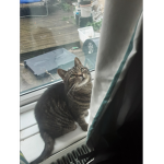 My cat is the group picture