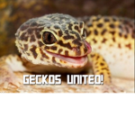 Geckos United!