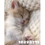 gn meow <3
