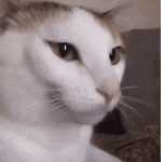Catcatcaaaatcat