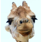 Galloping Giraffes