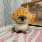 squidcats
