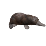 Platypus