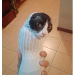 Catsock Inc.