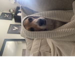Dog amazing World