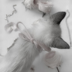 ʚ soft souls ɞ