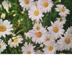 Love Daisies Group