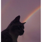 ILSYMeow