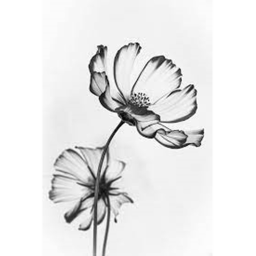 Black and White Therapy