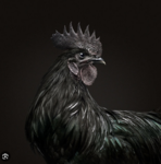 Big Black Rooster Productions.