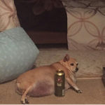 doge command center