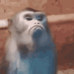 Disgruntled Monkey