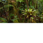 ThePlant world