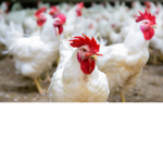 CHICKEN ARMY SQUAD