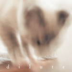 dilute