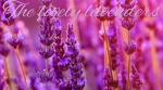 The lovley lavenders
