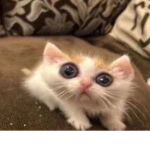 Uwu ur mom owo