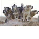 The Wolf’s Council