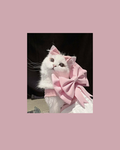 Kitten baby ######