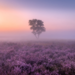 *lavender haze*