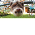 sloth wold