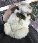 cookie:3