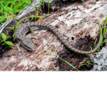 [lizards united]