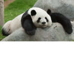 Panda Buddies