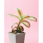 plants :3
