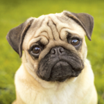 *Puggies*