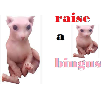 the raise a bingus