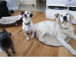Doggie fanclub