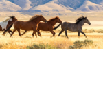 Équitation studio